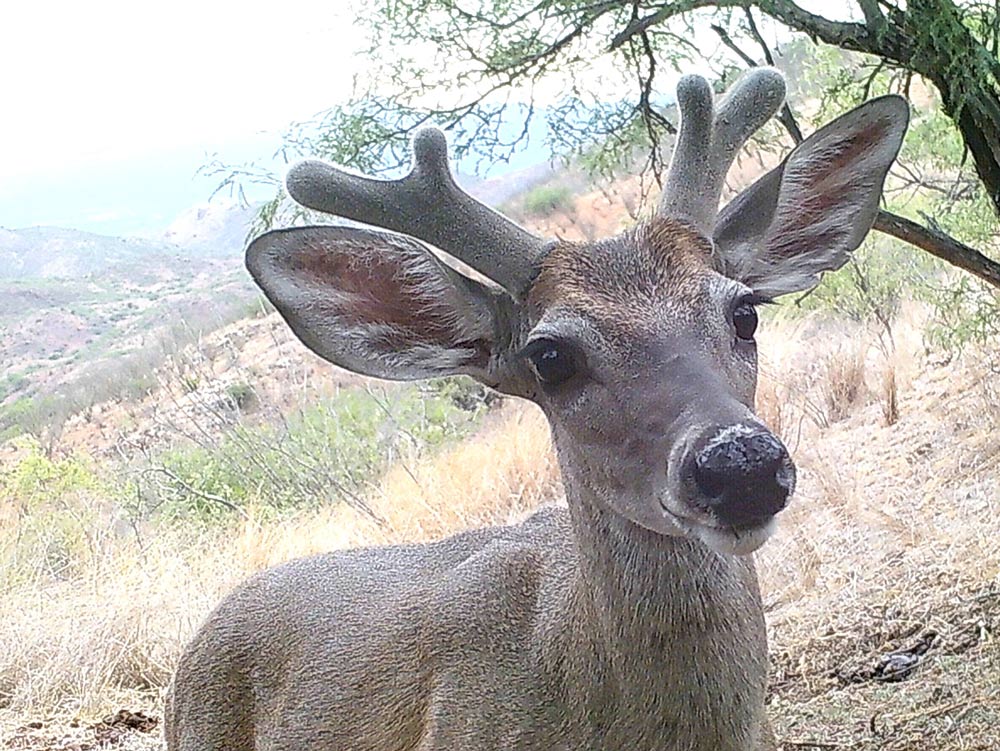 Whitetail deer