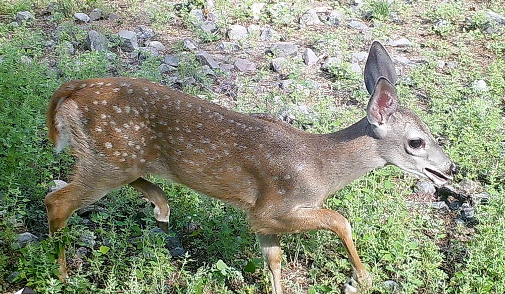 Whitetail deer
