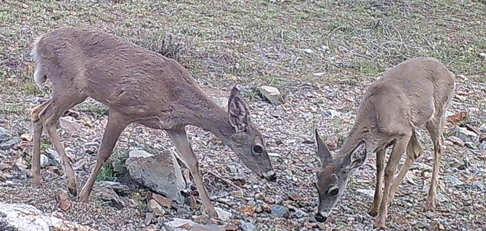 Whitetail deer