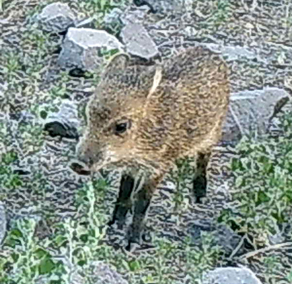 A baby peccary
