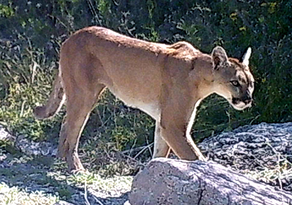 Puma