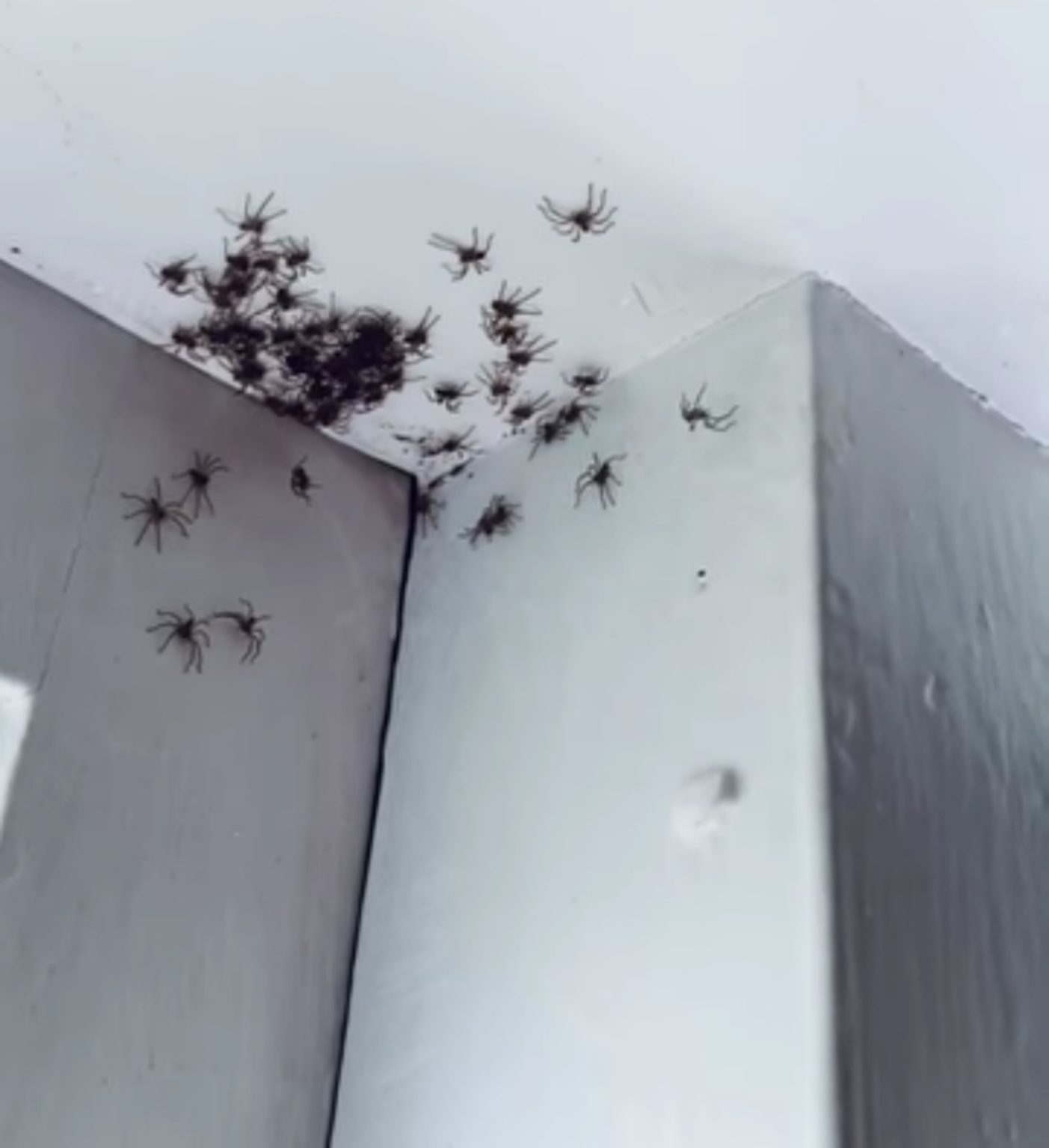 Mom Walks Into Daughter’s Bedroom And Finds Dozens Of Spiders Crawling