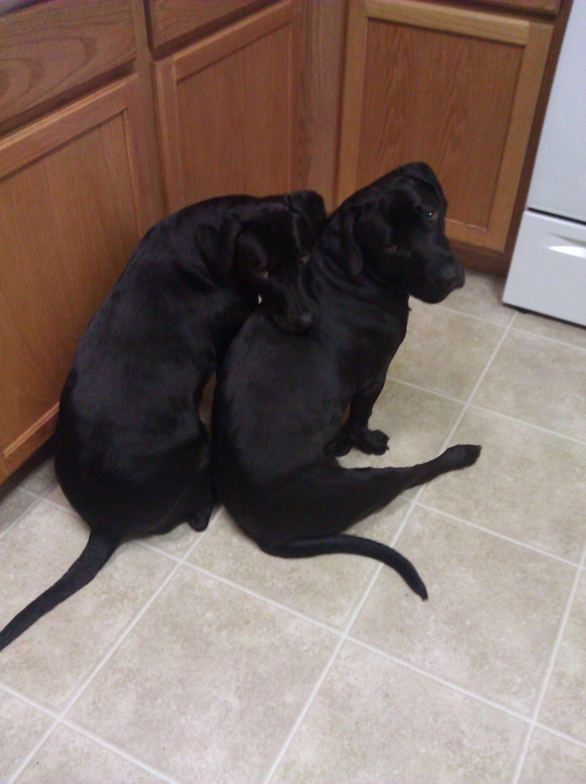 rescue dog shelter challenge bonded pair