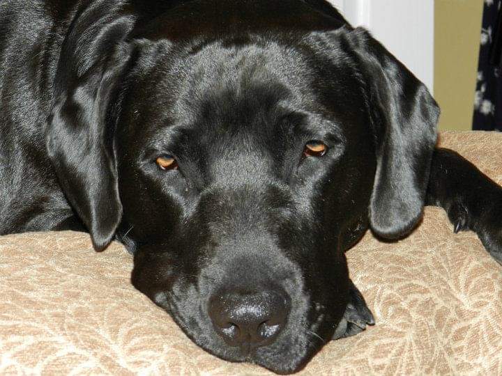rescue dog shelter challenge bonded pair