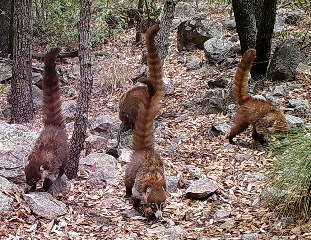 Coati caught by Madrean Discovery Expedition cameras.
