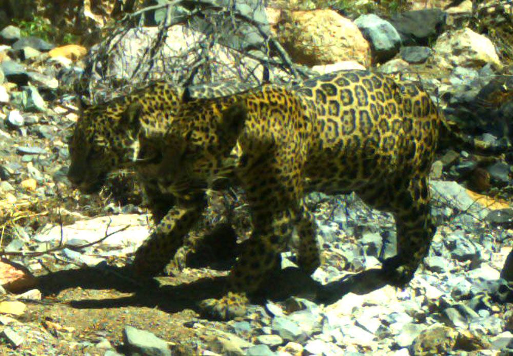 Wildcats captured on trail camera.