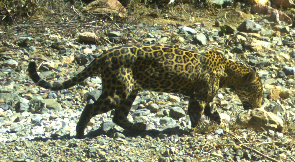 These wildcats can easily blend in with their surroundings.