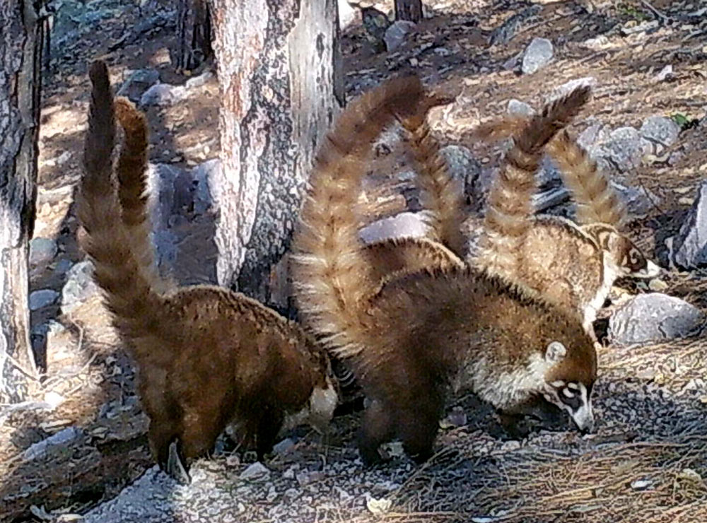 Coati are threatened by habitat loss.