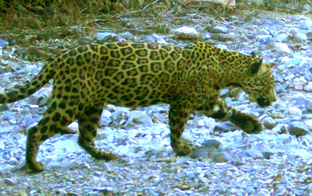 Wildcats flourish in the Sonoran Sky Islands.