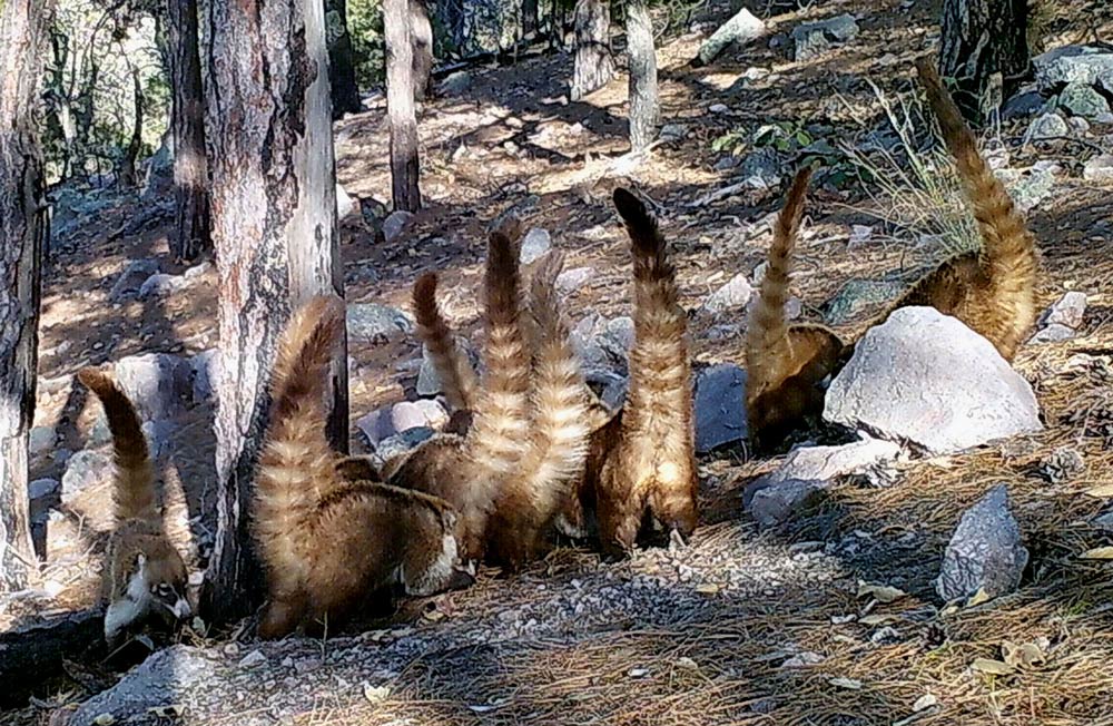 Coati caught by Madrean Discovery Expedition cameras.