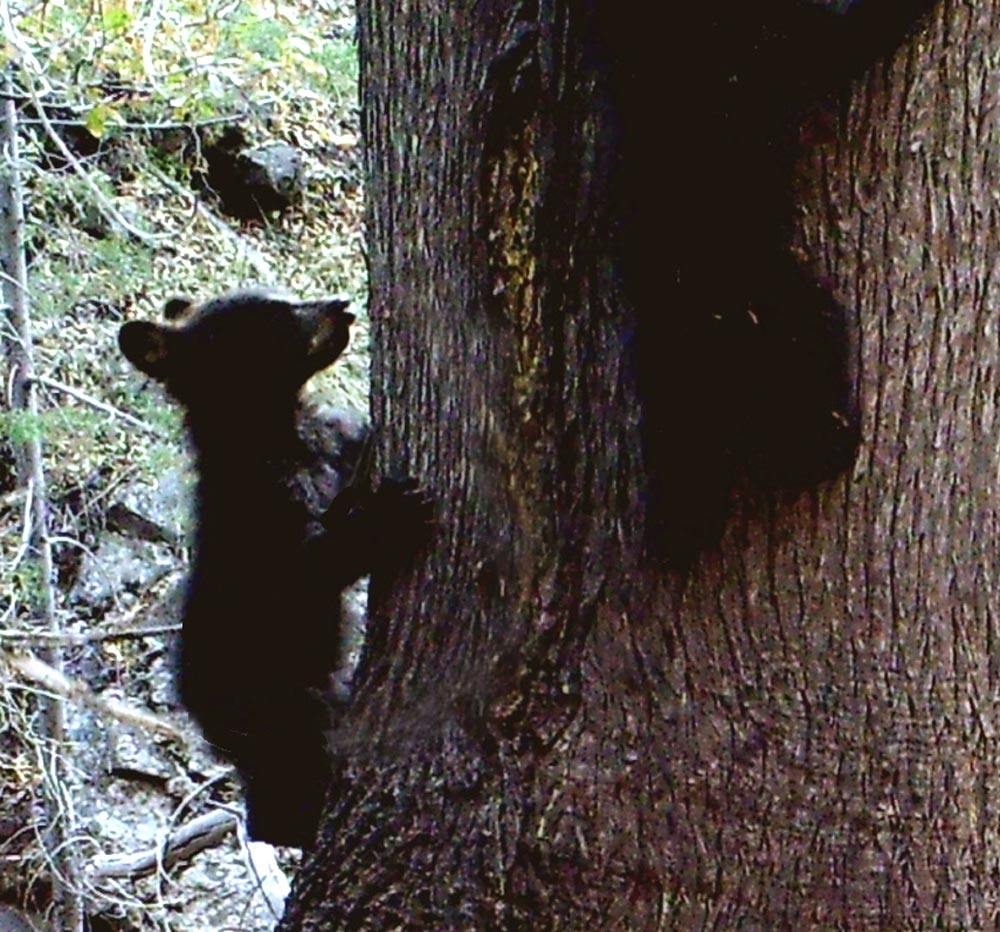 A young bear climbing a tree.