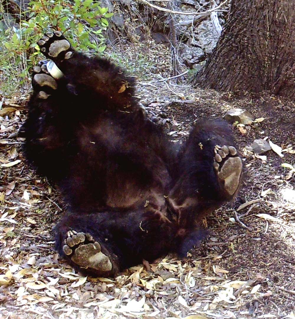 This bear is playing with a can of sardines.