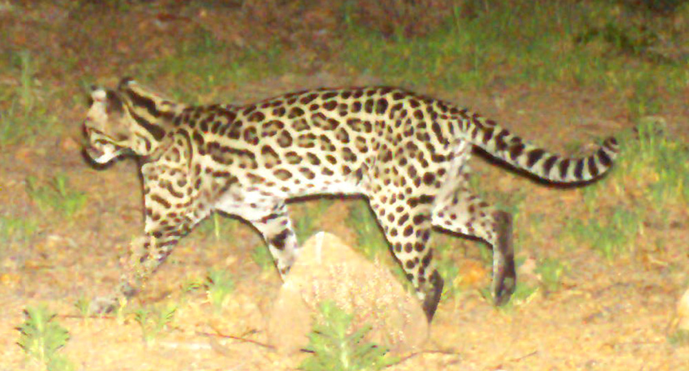 An ocelot captured on one of the Madrean Discovery Expedition's trail cameras.