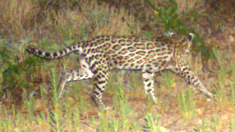 Ocelots have a place to thrive in the Sonoran Sky Islands.