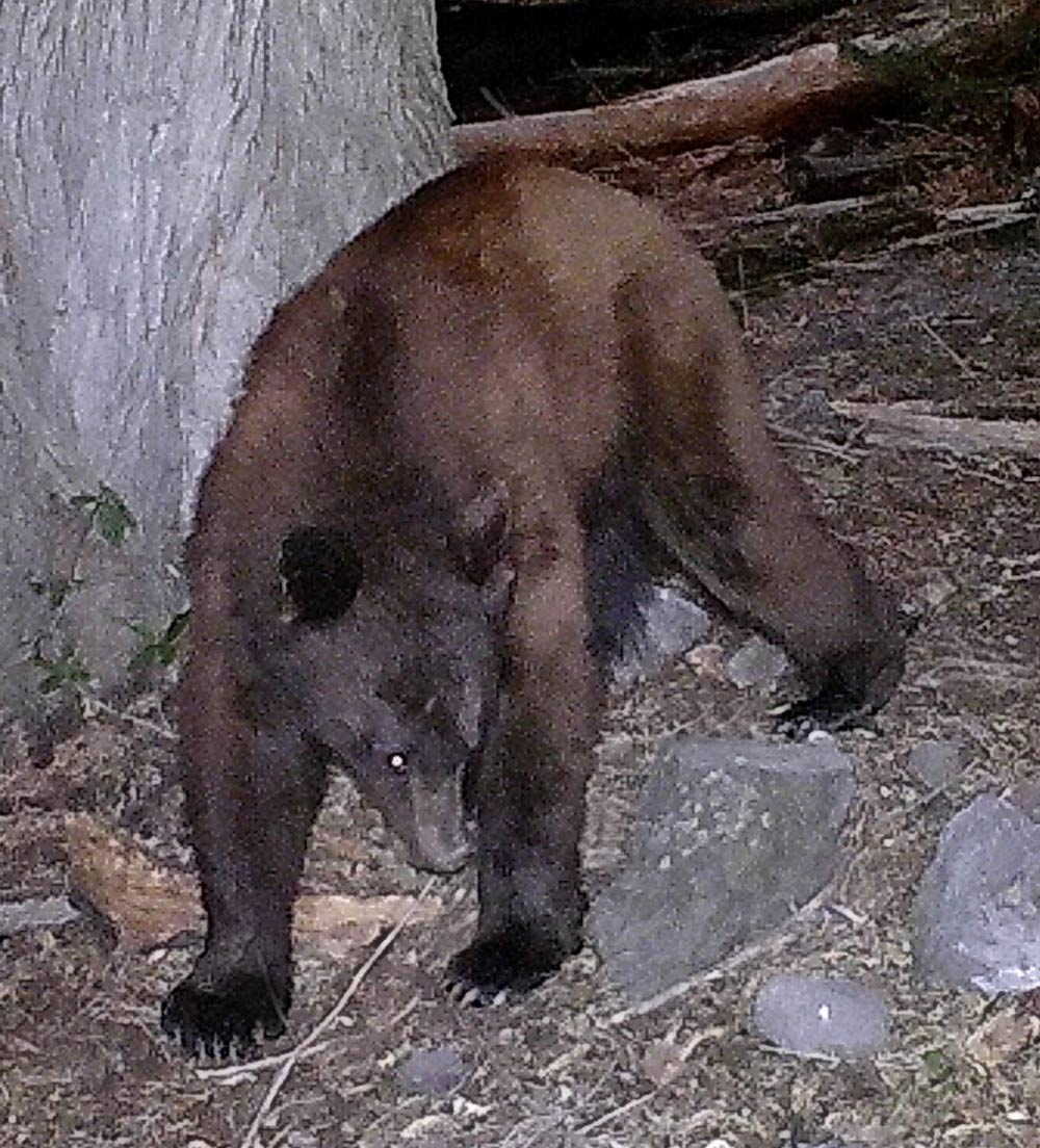 Black bear caught on trail camera.