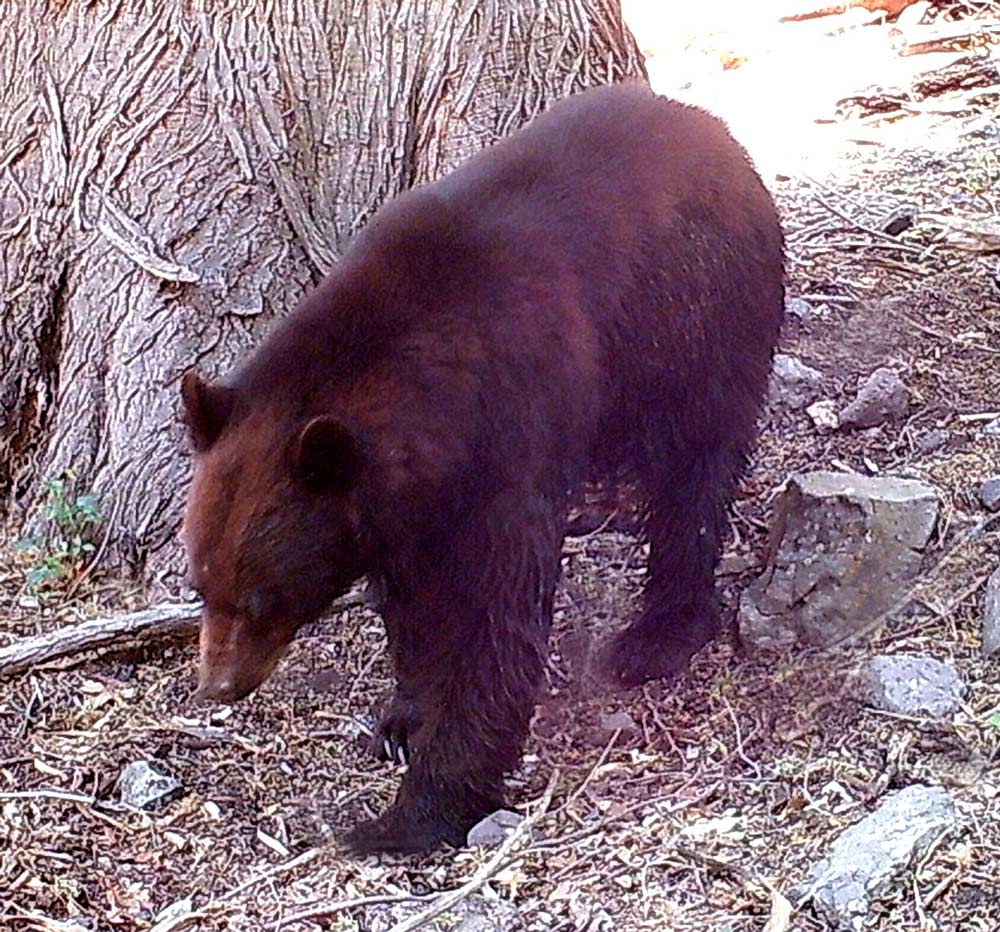 Black bears are not all black, especially when they are young.