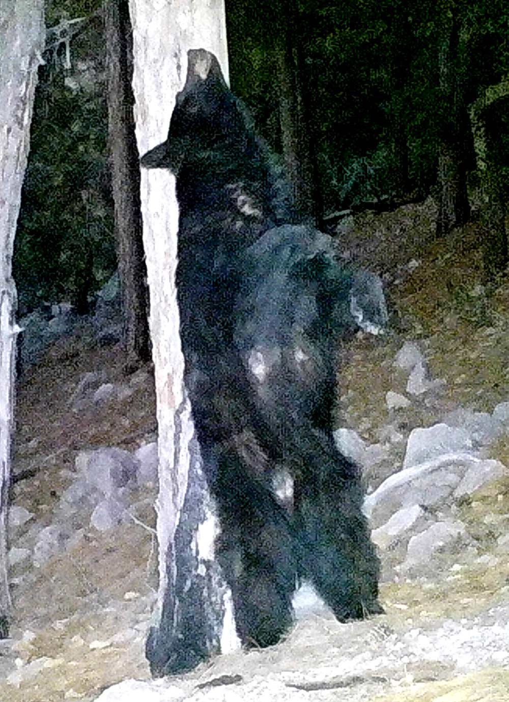 A bear scratches its back on a tree.