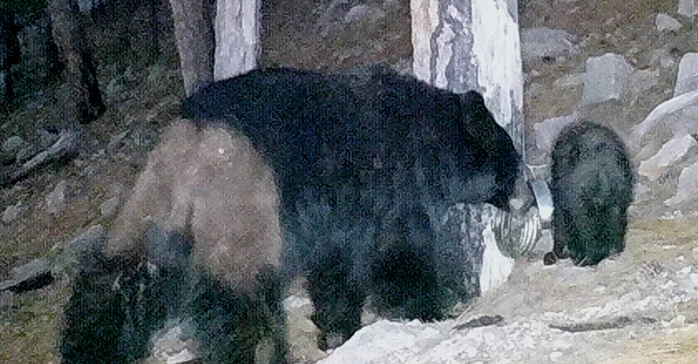 a mother bear with mange on her back legs.