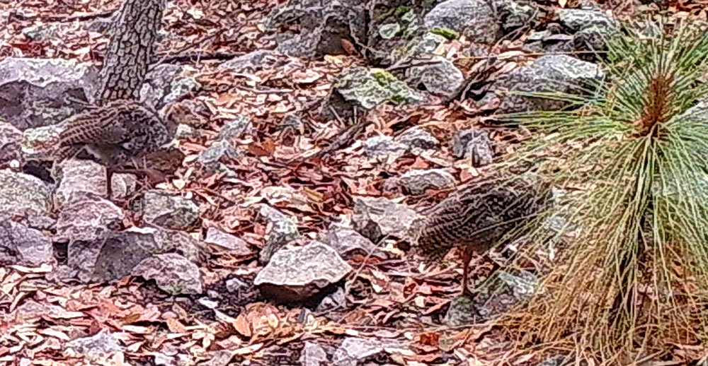The turkeys have exceptional camouflage, especially near the ground.