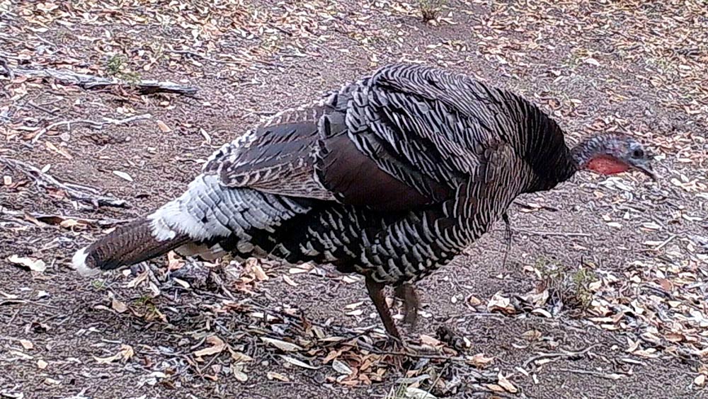 These turkeys are thriving in the Sky Islands.