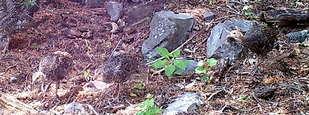 Turkeys caught by Madrean Discovery Expedition cameras.