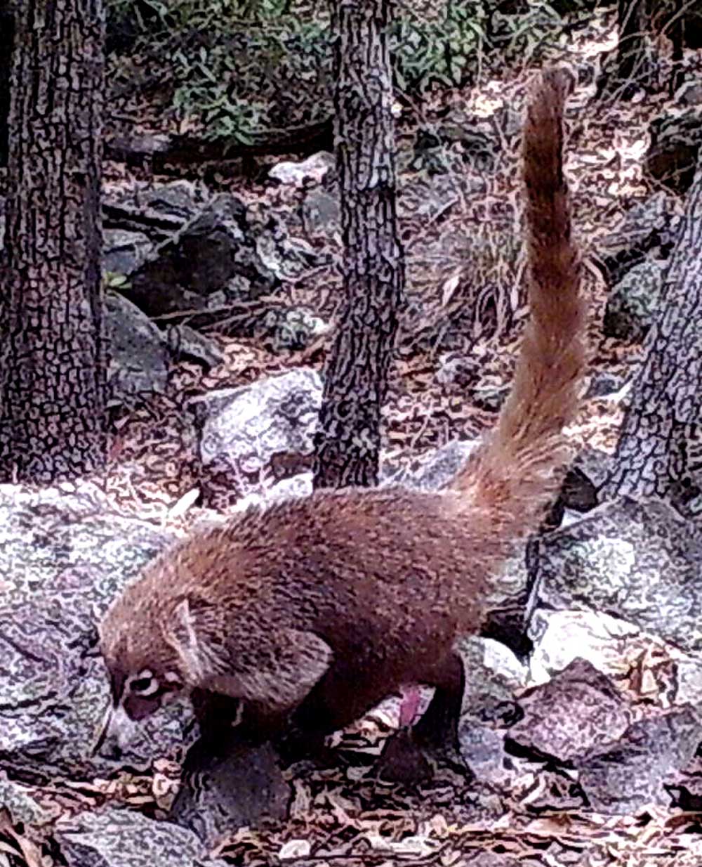 Coati caught by Madrean Discovery Expedition cameras.