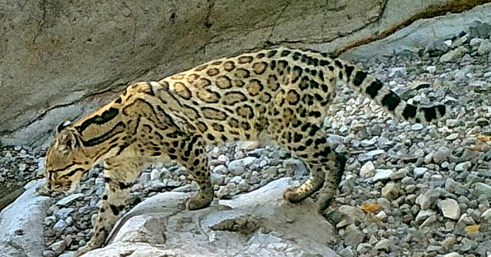 Ocelot photographed at Rancho El Aribabi.