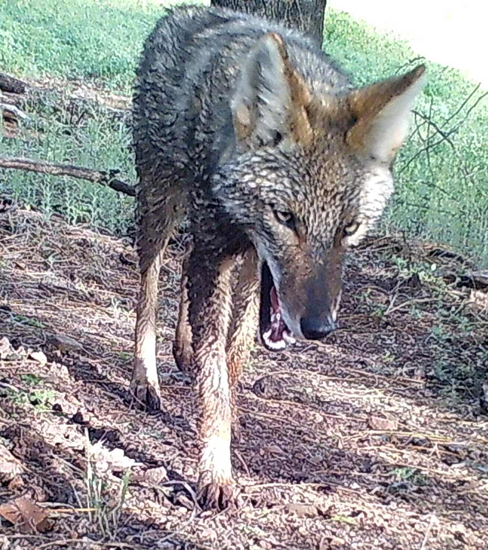 Coyote