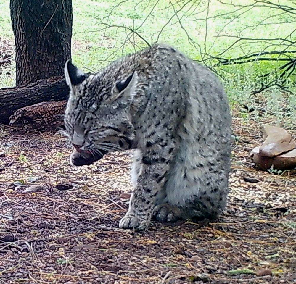 Bobcat