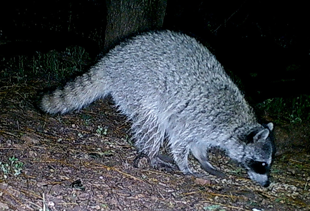 Raccoon