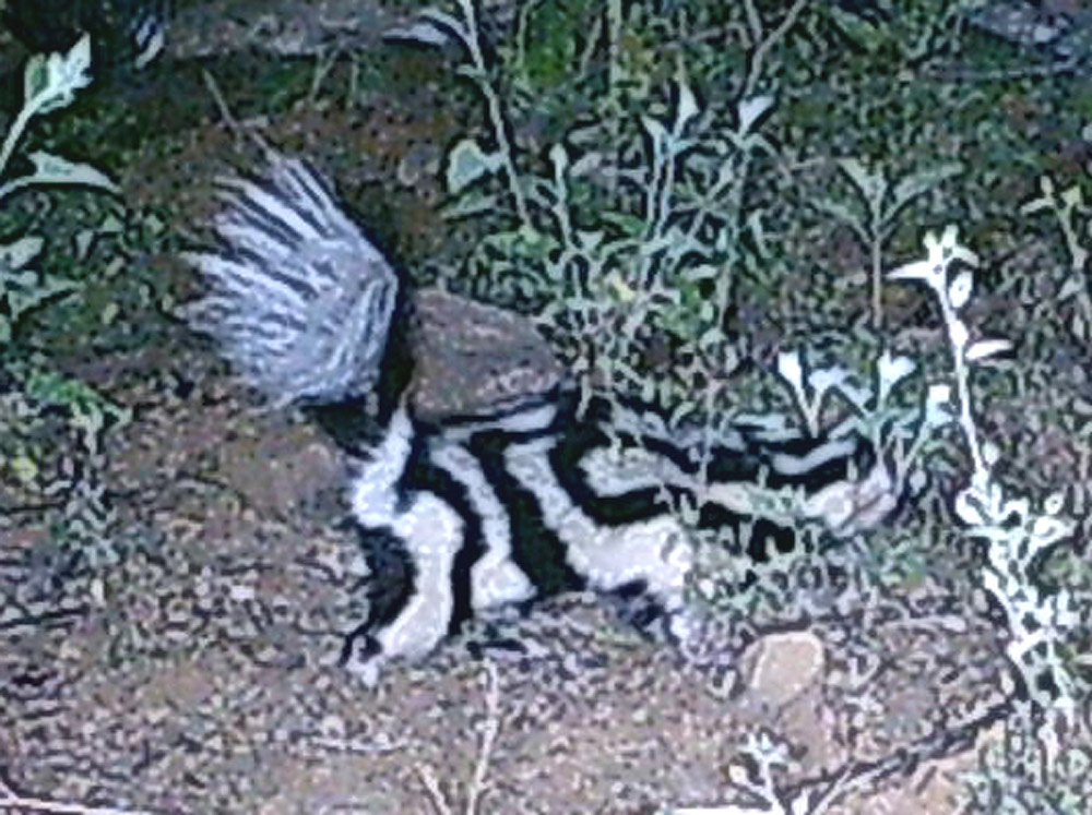Spotted skunk