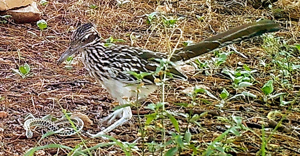 Road runner attacking a gartersnake. The snake is in a defensive pose with its body flattened showing the bold pattern. Roadrunners are fearsome predators.