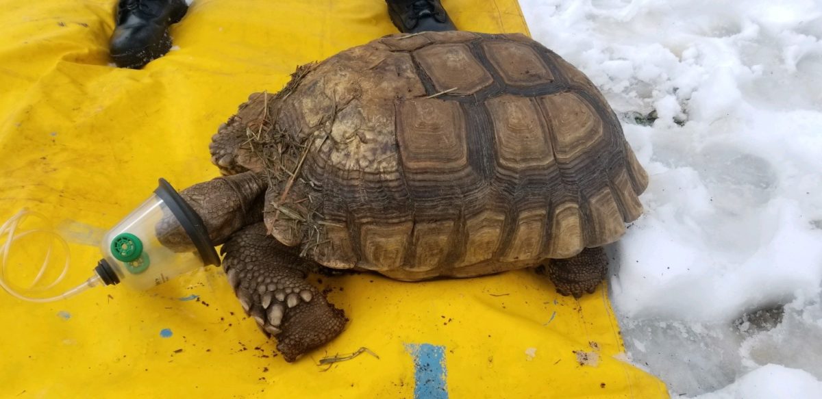 Firefighters Save Turtles From Fire Using Tiny Oxygen