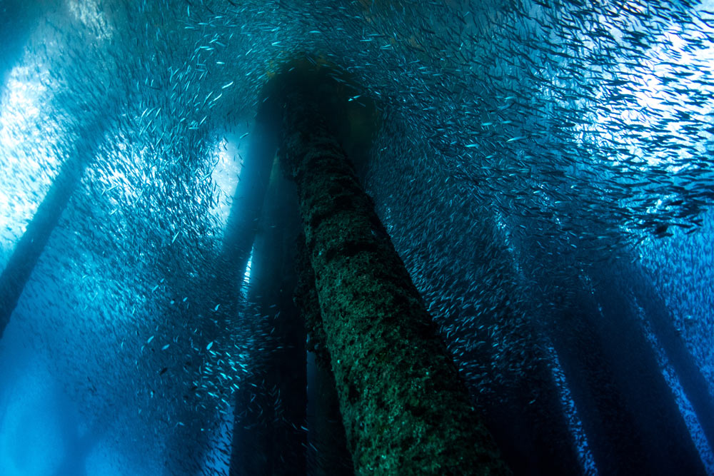 Coral reef, mussels and oysters provide food and refuge for fish around oil rig structures.