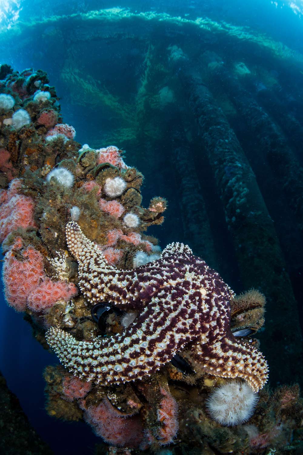 Oil rig understructures make for thriving marine habitats.