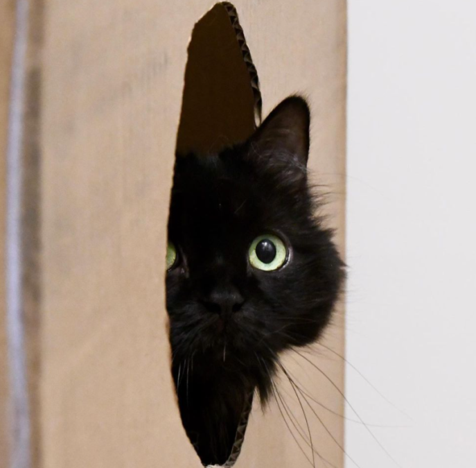 Black Cat Sounds Like A Revving Engine When She Meows OC Shelter Pets