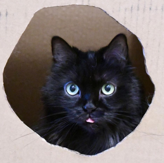 Black Cat Sounds Like A Revving Engine When She Meows OC Shelter Pets