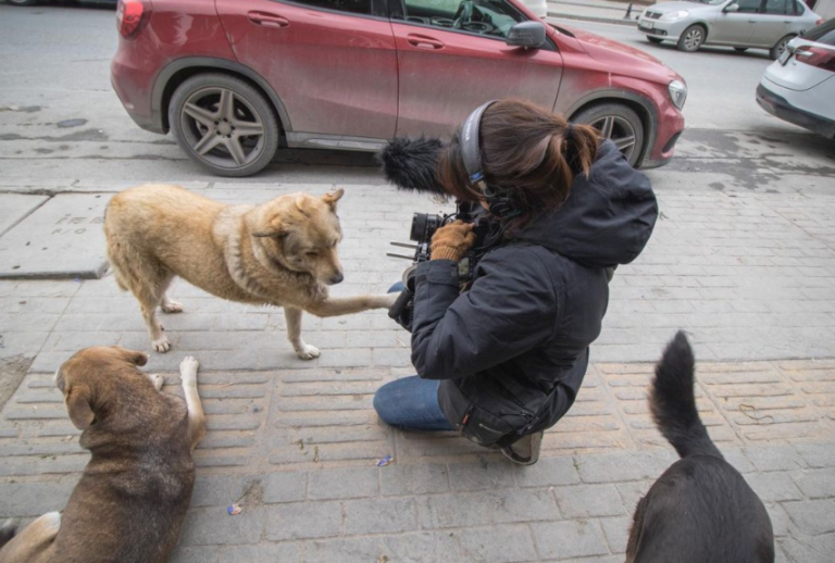 New Documentary Highlights The Secret Life Of Stray Dogs On The Streets