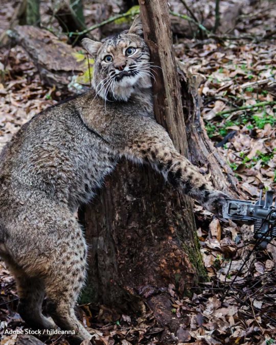 Foothold and Leghold Traps Now Banned In 10 U.S. States The Animal