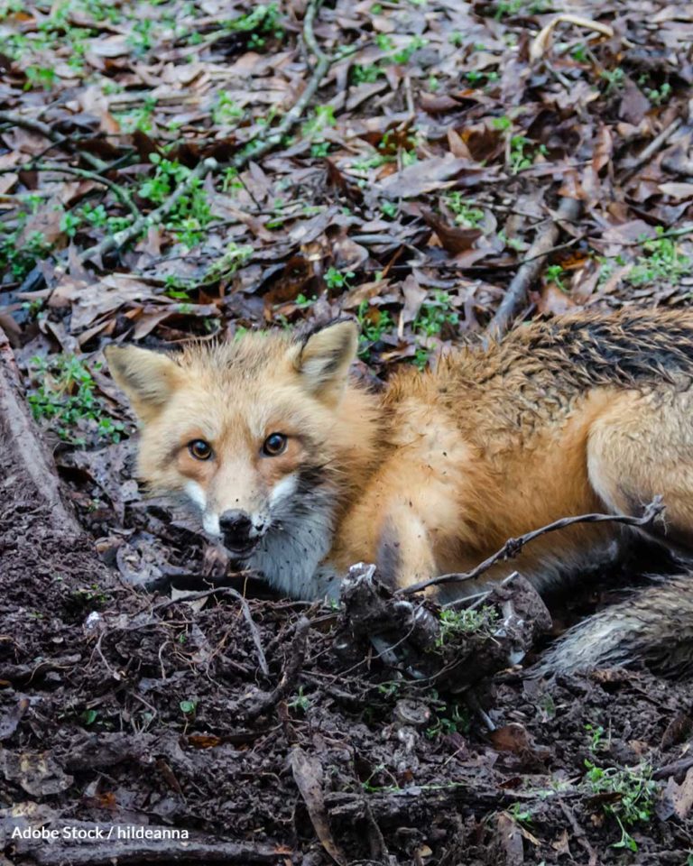 Foothold and Leghold Traps Now Banned In 10 U.S. States The Animal