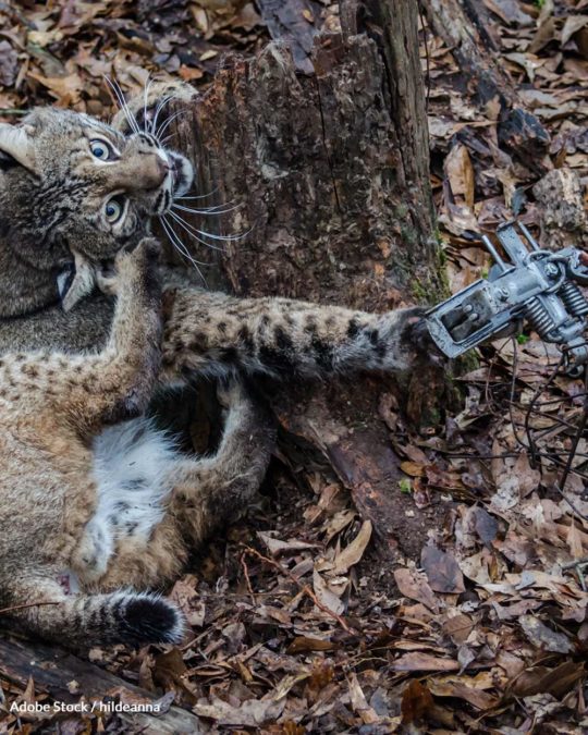 Foothold and Leghold Traps Now Banned In 10 U.S. States The Animal