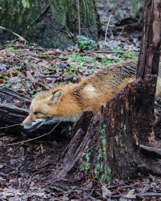 Foothold and Leghold Traps Now Banned In 10 U.S. States The Animal