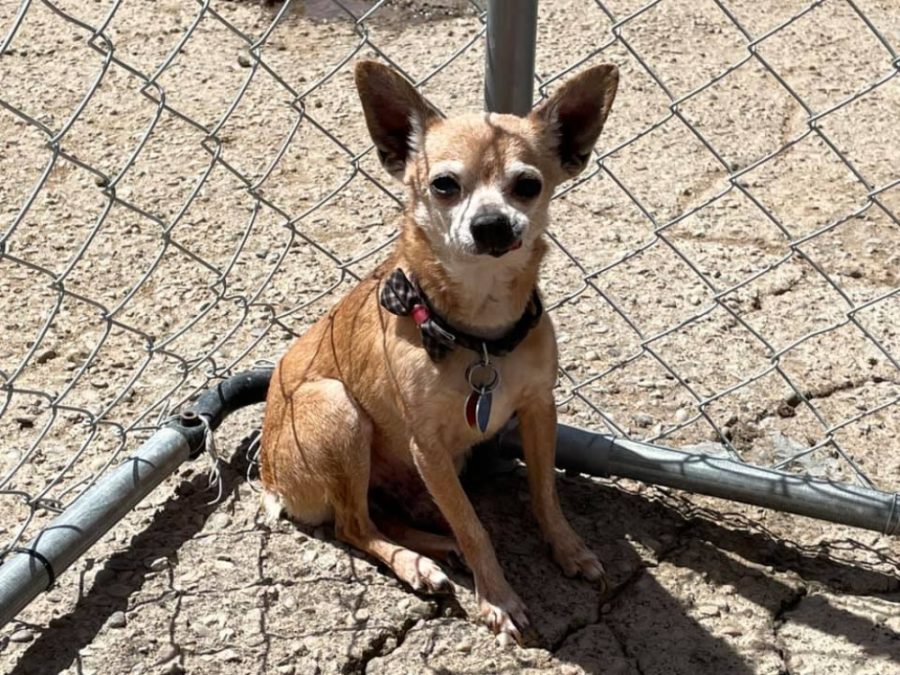 46 Chihuahuas Rescued From Hoarding Situation In New Mexico After Owner