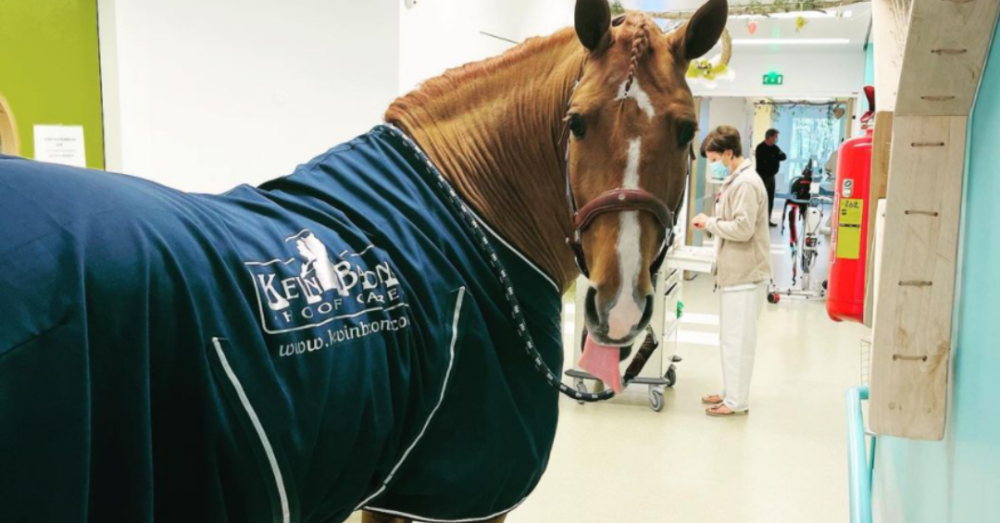 ‘Doctor Peyo’ Is A Special Horse That Comforts Cancer Patients OC