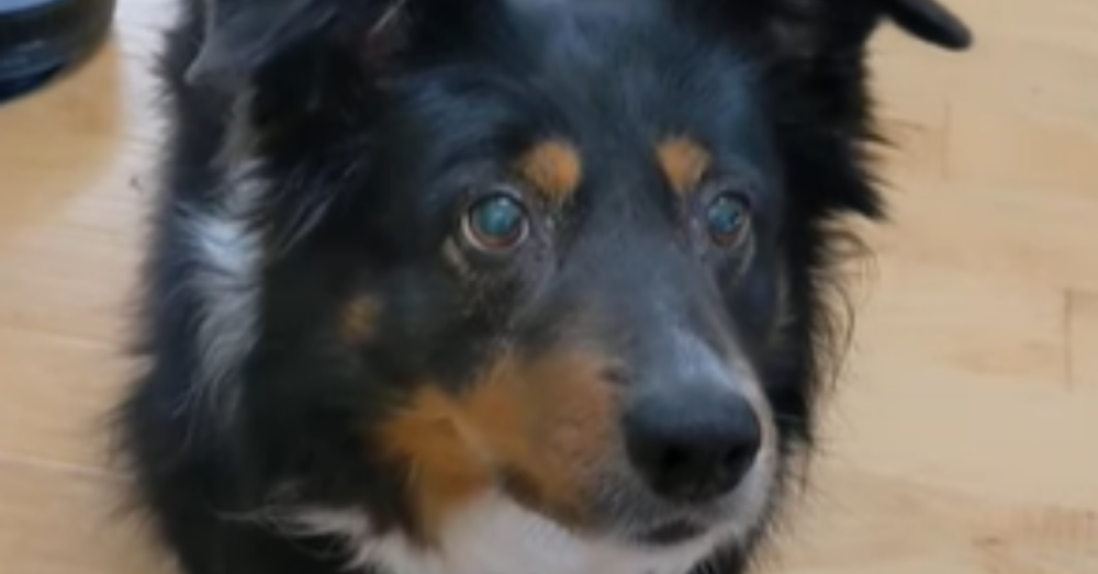 Dog Licks Her Nose Every Time Her Toy Squeaks OC Shelter Pets