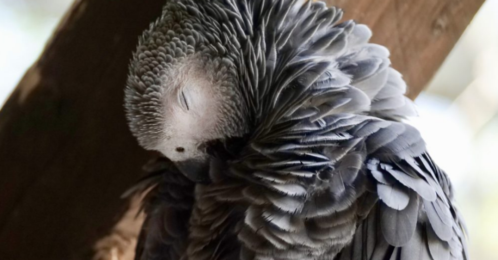 Viral Parrot Talks With A Thick Scottish Accent OC Shelter Pets