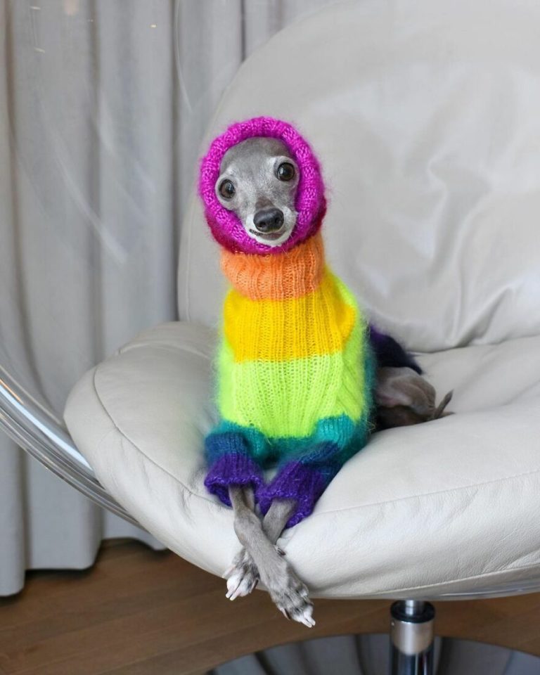 Sassy Italian Greyhound Dresses In Fashionable Outfits To Keep Warm