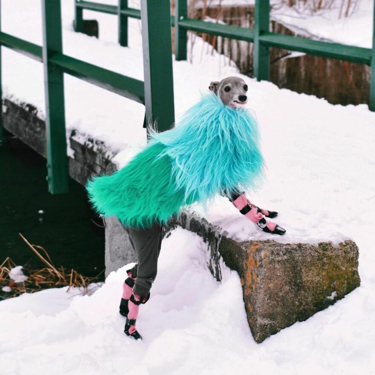 Sassy Italian Greyhound Dresses In Fashionable Outfits To Keep Warm