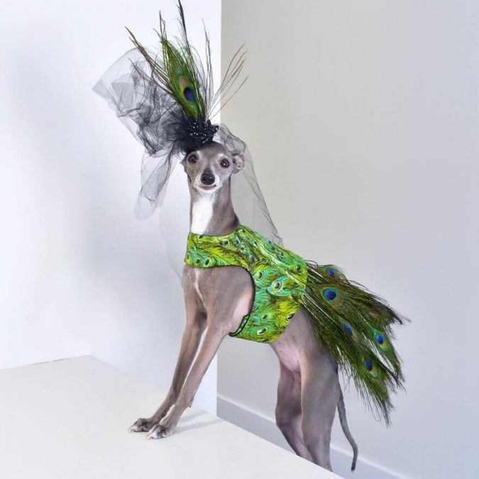 Sassy Italian Greyhound Dresses In Fashionable Outfits To Keep Warm