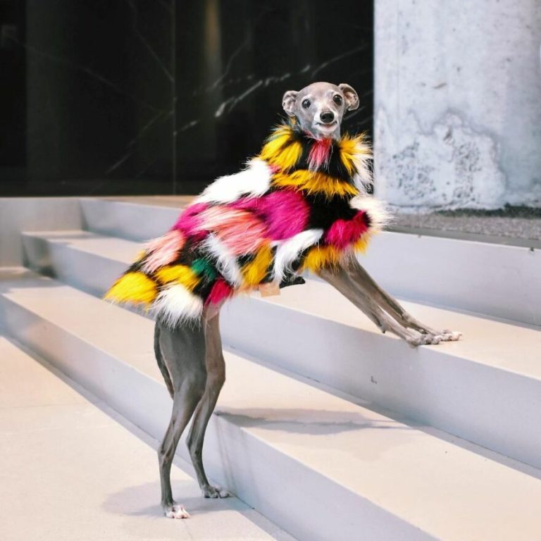 Sassy Italian Greyhound Dresses In Fashionable Outfits To Keep Warm